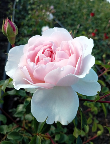 Уизли 2008 (Wisley 2008)