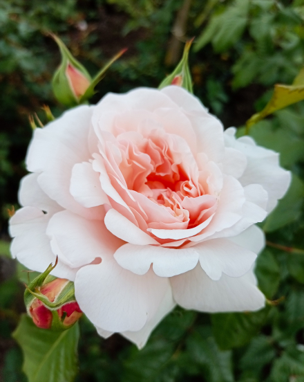 Роз де Толбиак (Rose de Tolbiac)