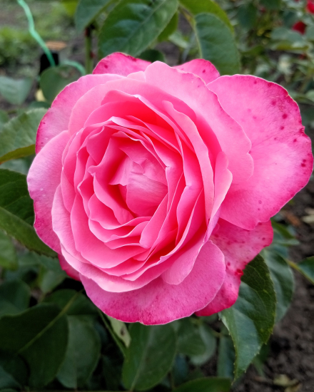 Розанна (Rosanna)