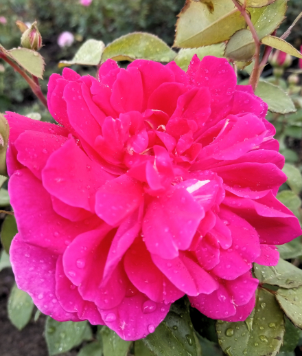 Софи Роуз (Sophy’s Rose)