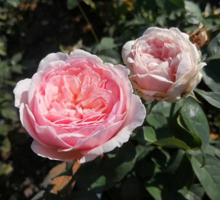 Зе Алнвик Роуз (The Alnwick Rose)