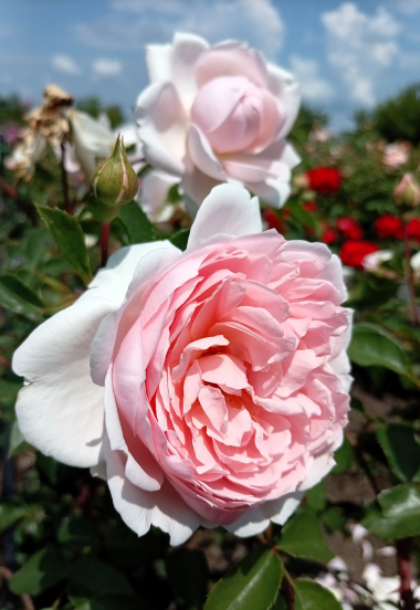 Уизли 2008 (Wisley 2008)