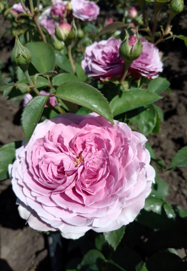Лавендер Айс (Lavender Ice)