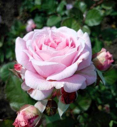 Розенграфин Мария Генриетта(Rosengräfin Marie Henriette)